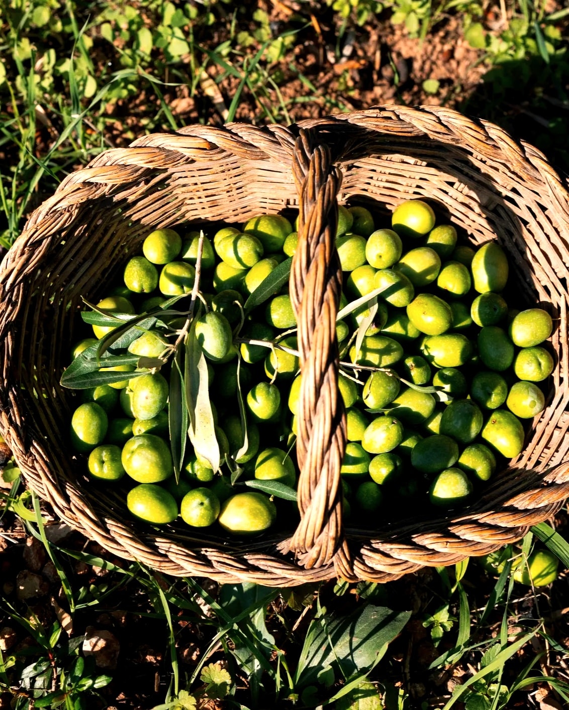 Dalından Ham Zeytin